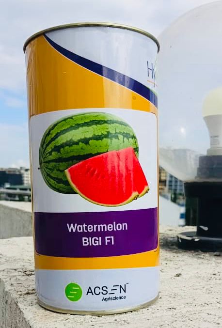 Water Melon Bigi F1  500g